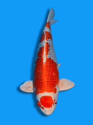 Maruten Kujaku | Koi&Co.